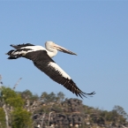 _800Mt Borradaile - Cooper Creek_5679_mm_3_Pelican